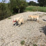 12938712639785763027